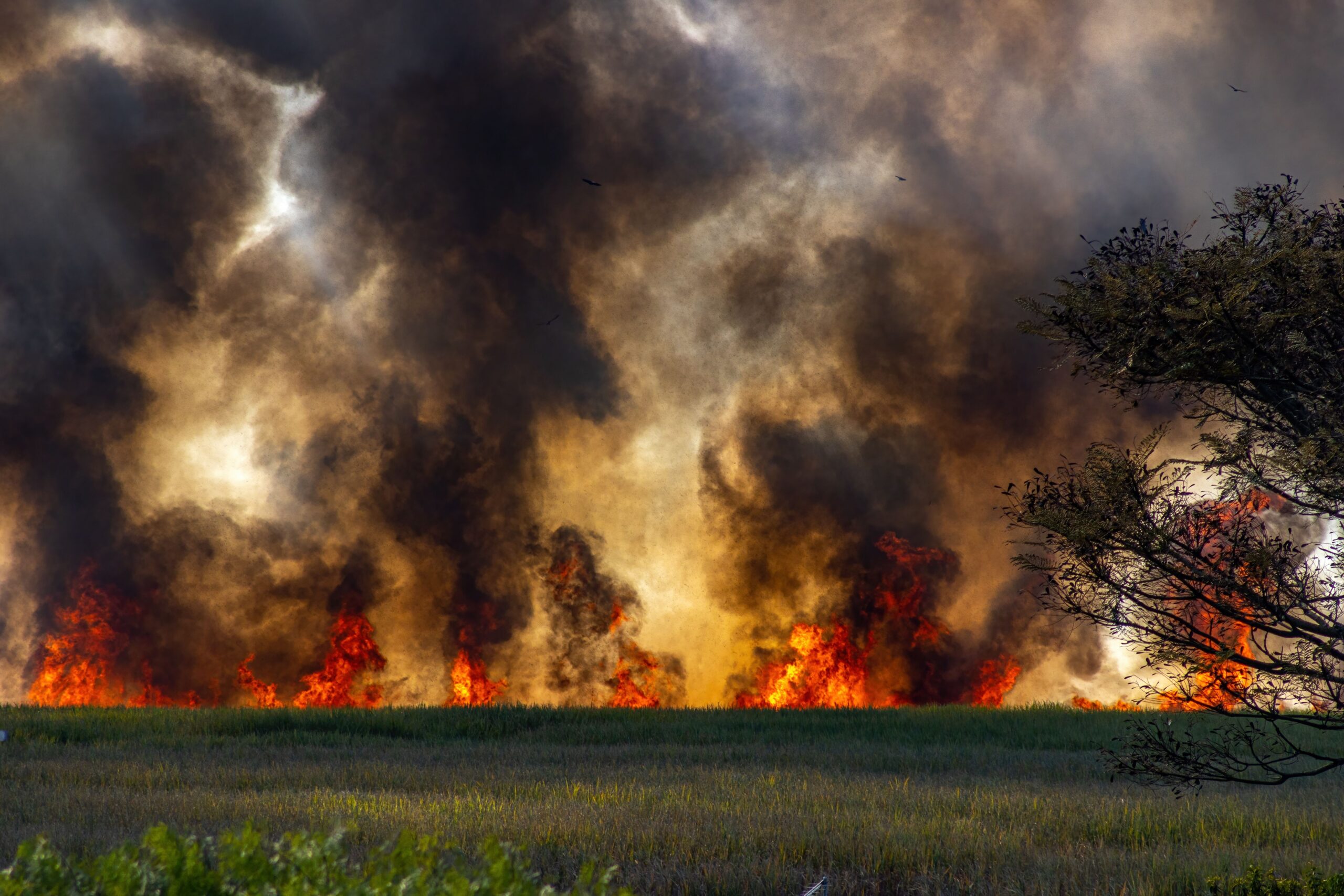 wildfire insurance claims